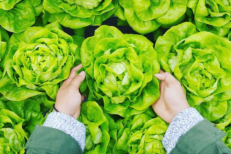 Horticulture Vegetable Produce Image